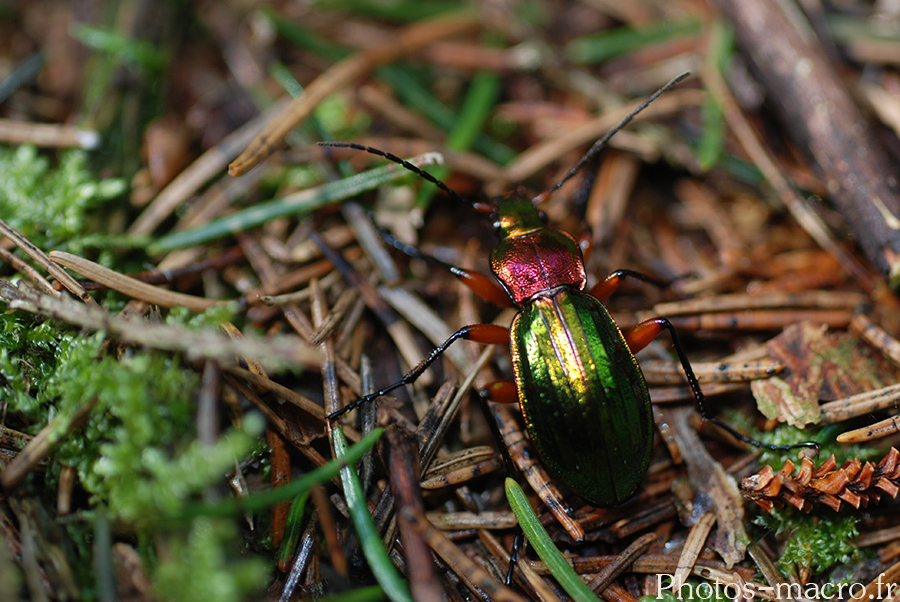 Carabus auronitens auronitens